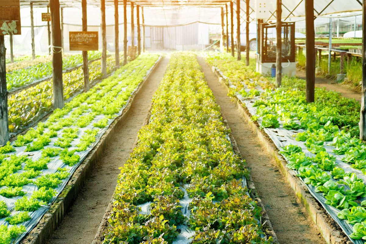Agriculture / Horticulture / Greenhouses